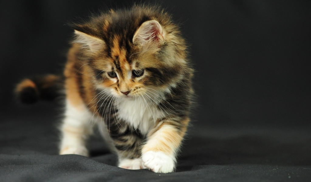 Котенок на черной ткани