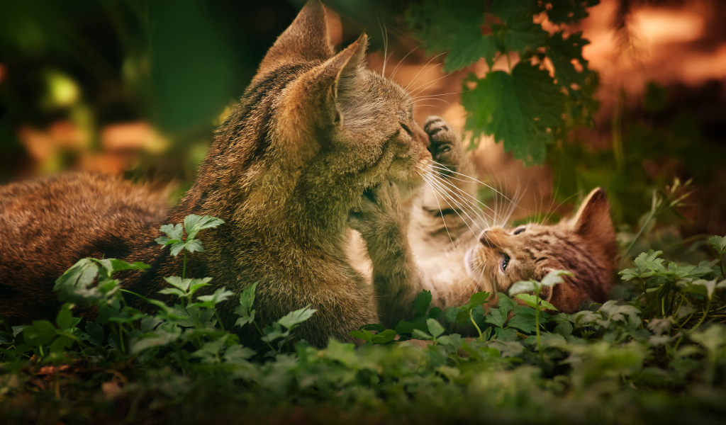 Котенок играет с кошкой