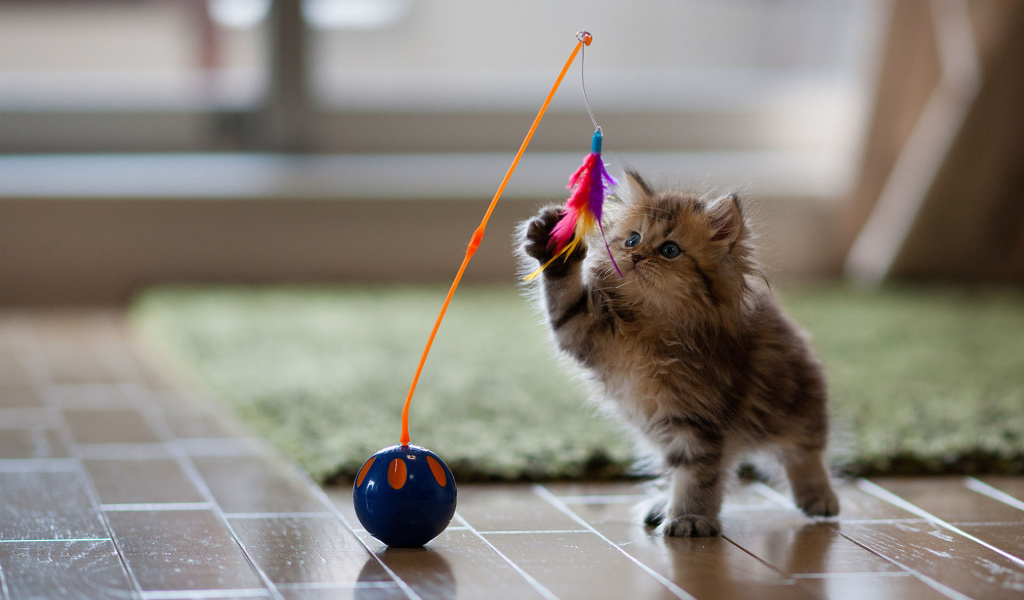 Котенок играет с перьями