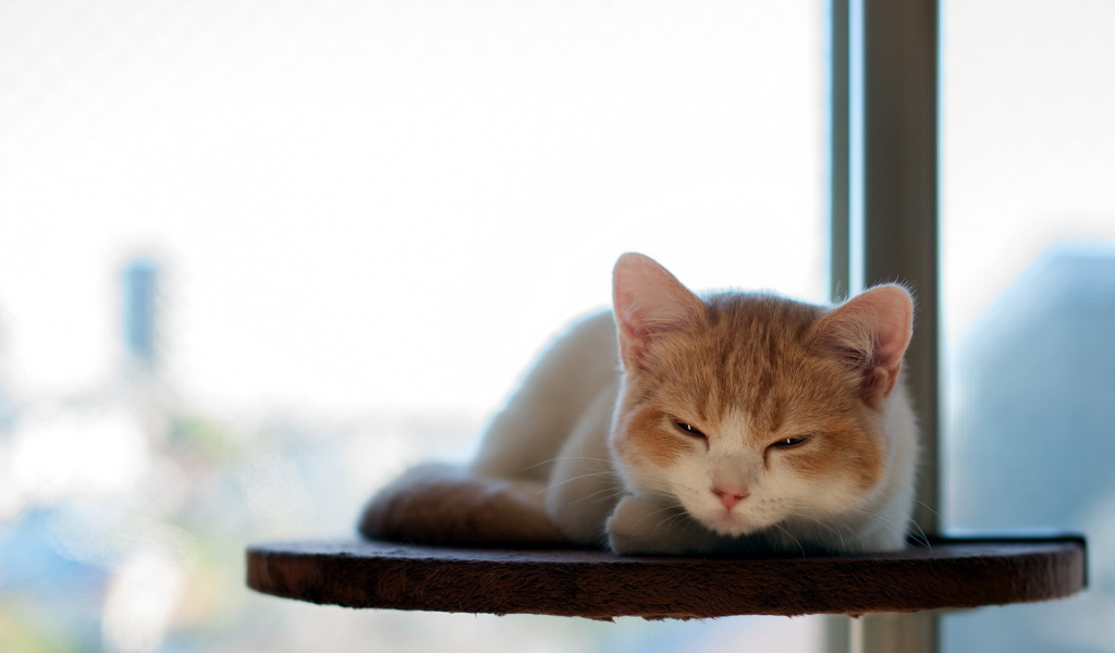 Котенок отдыхает на полке