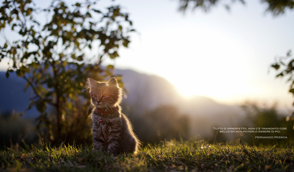 Котенок сидит на траве