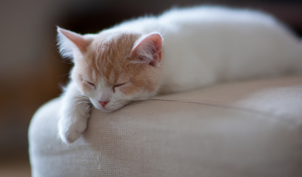 Котенок спит