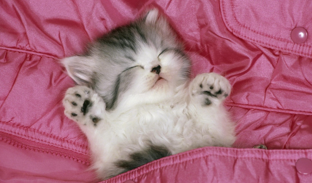 	   Kitten sleeps up legs