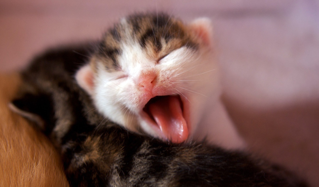 Котенок зевает