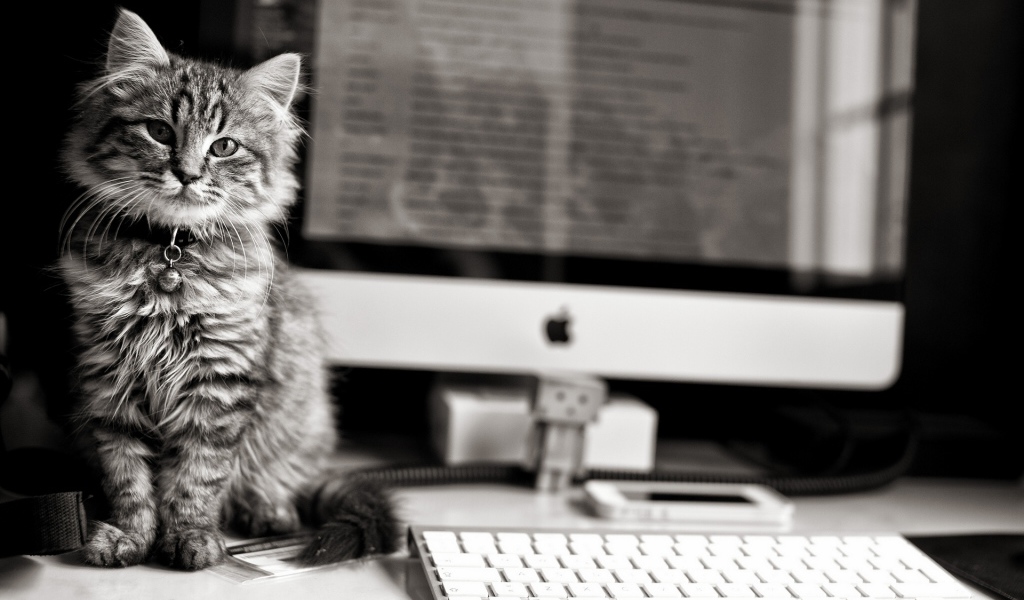 Котенок у компьютера