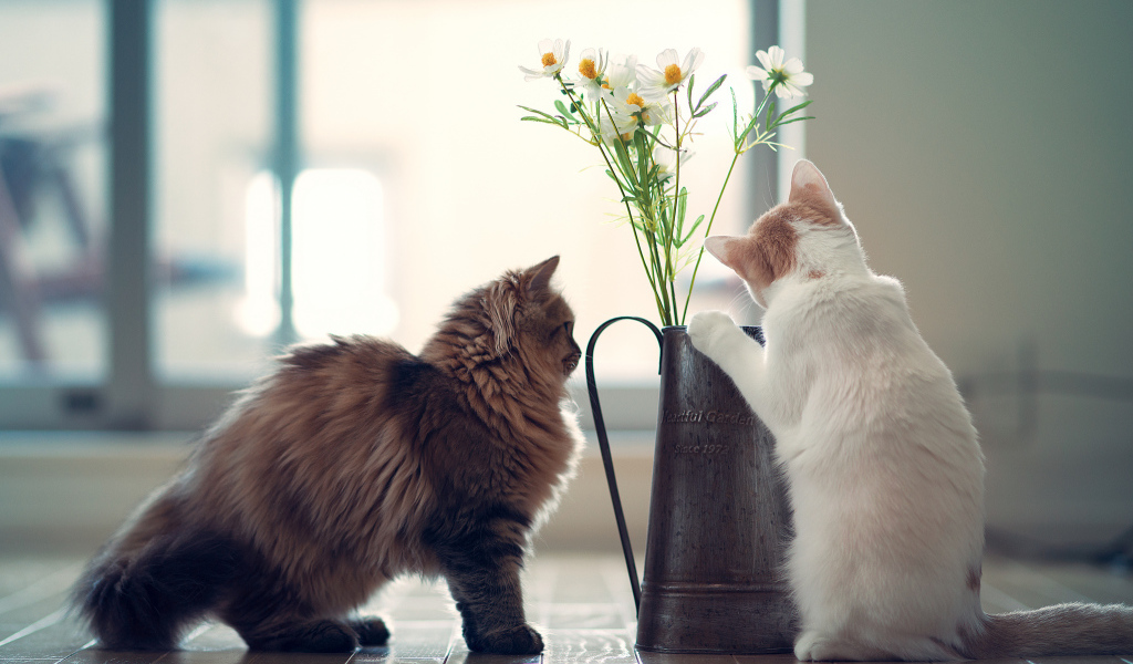 Котята изучают цветок