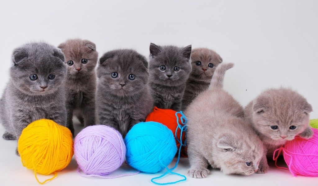 Котята непоседы