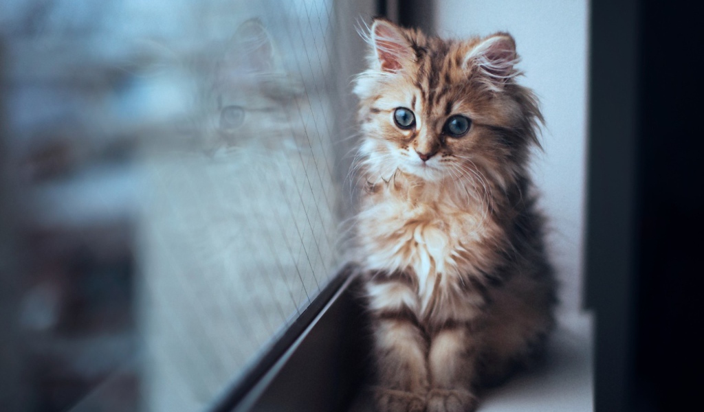 Котенок сидит у окна
