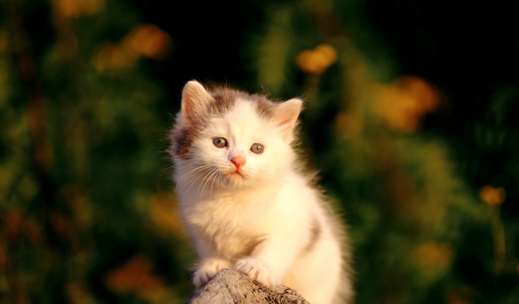 Маленький пушистый котенок