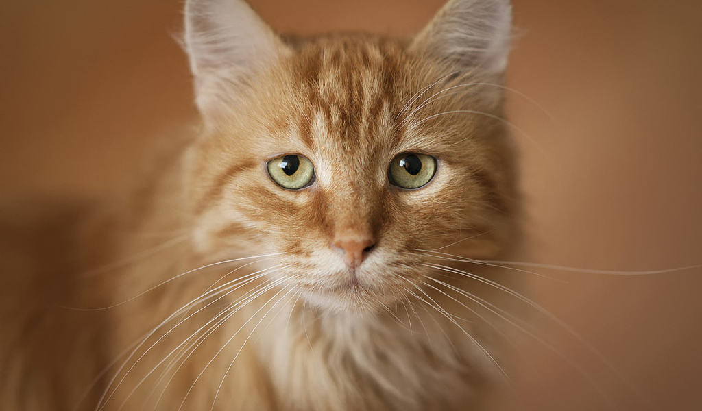 Портрет рыжего кота