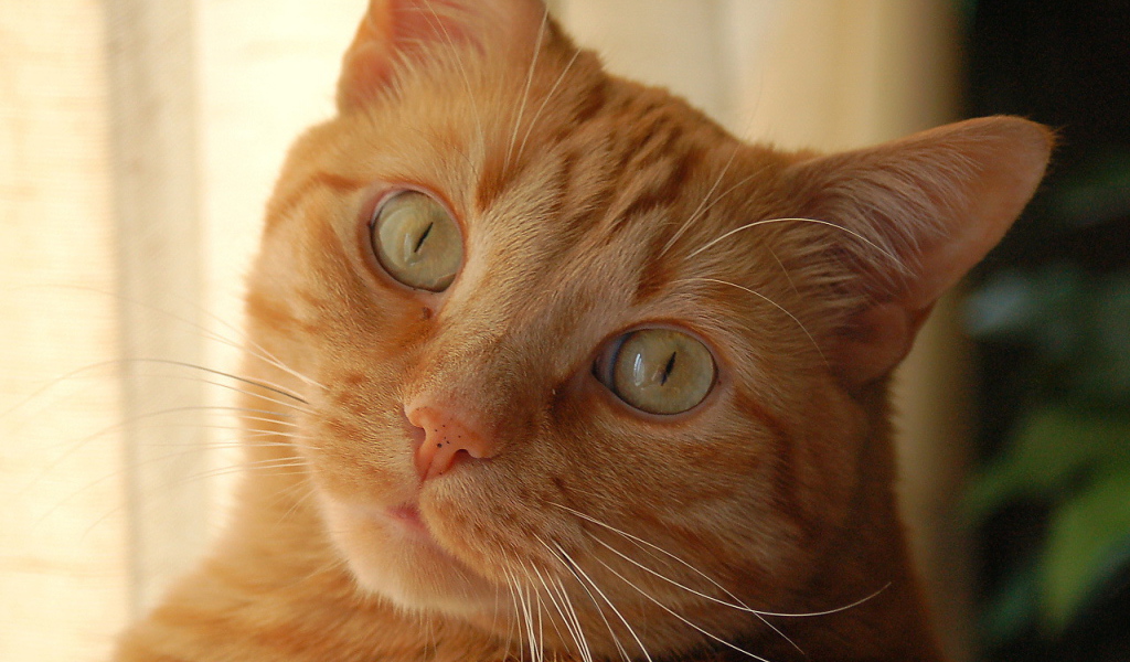 Рыжий кот с желтыми глазами