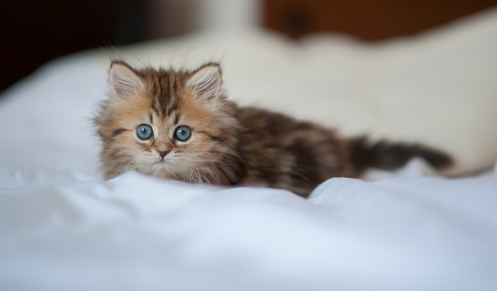 Испуганный взгляд котенка