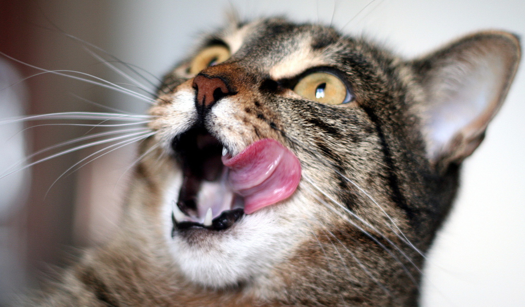 Удивленный кот