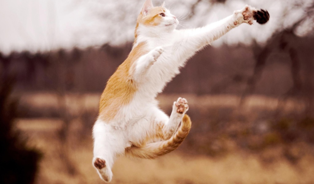 Кот в прыжке