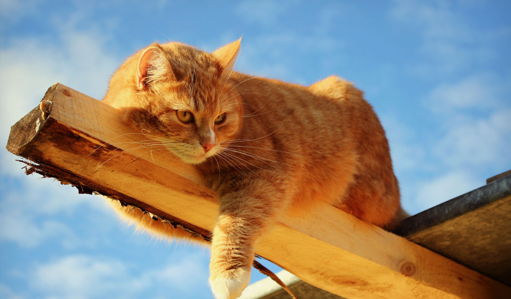 Кот лежит на доске