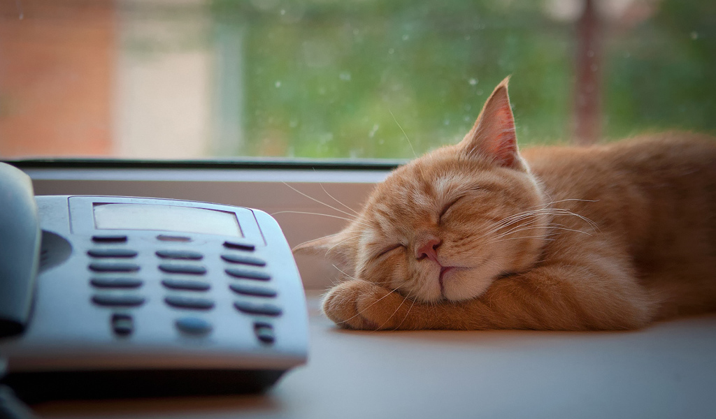 Кот спит около телефона