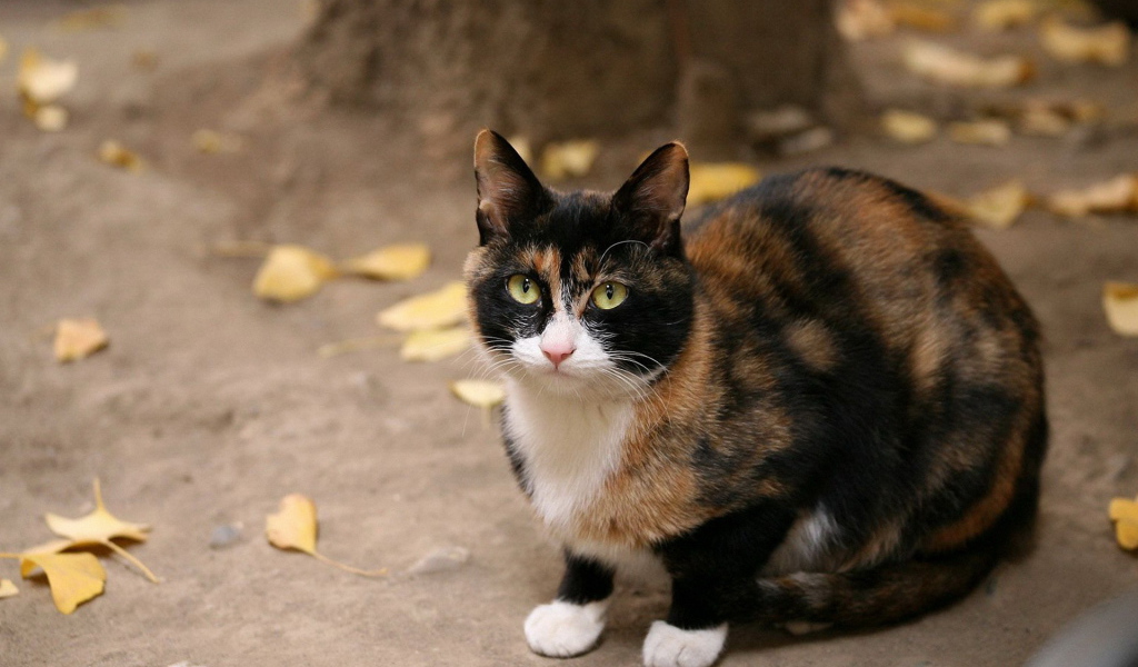 Кот под деревом