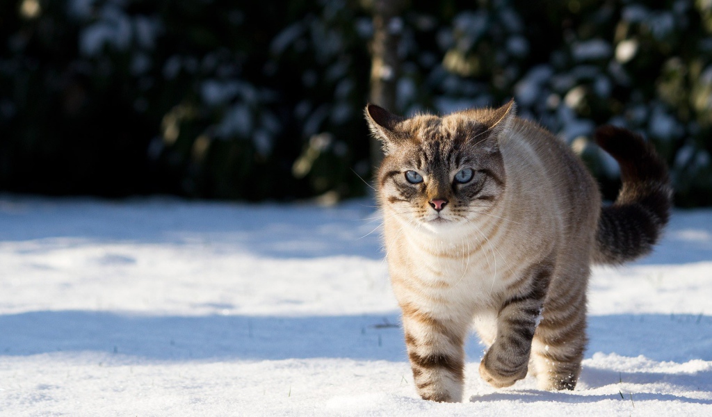 Кот гуляет по снегу