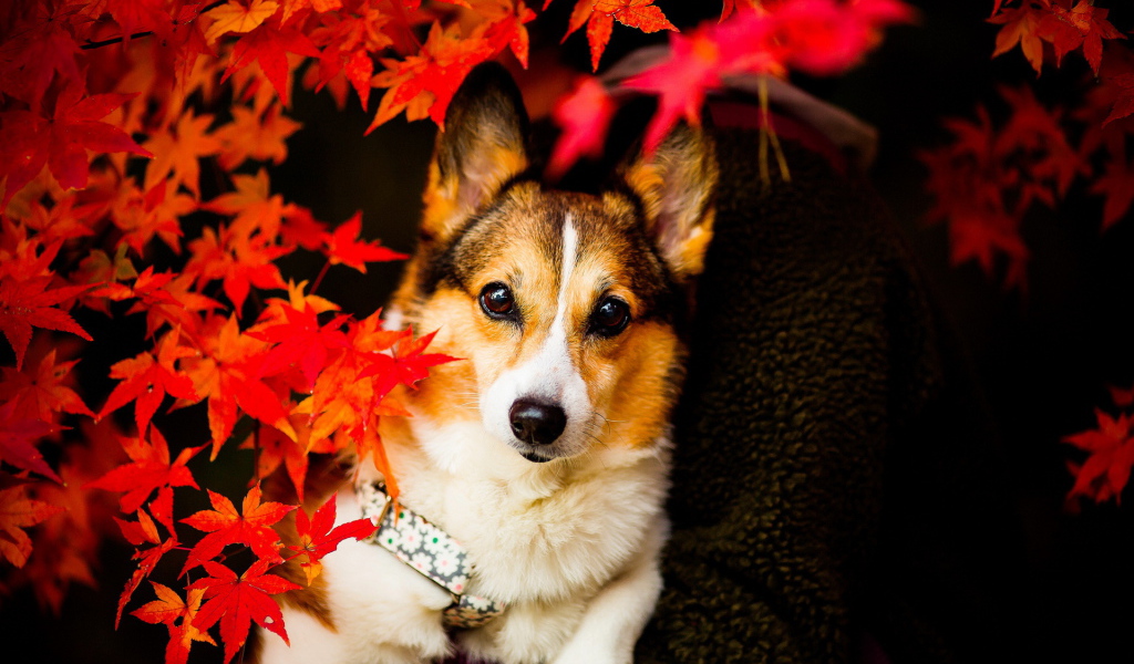 Собака в осенних листьях