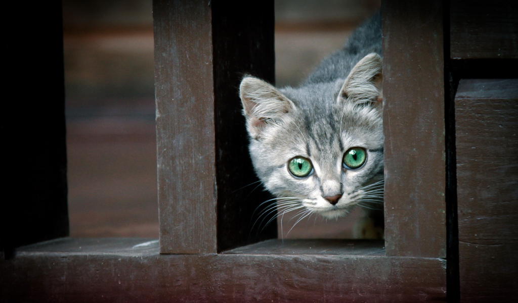 Котенок за забором