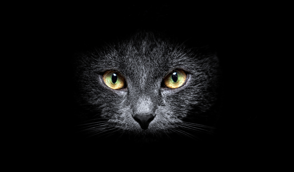 Морда кота на черном фоне