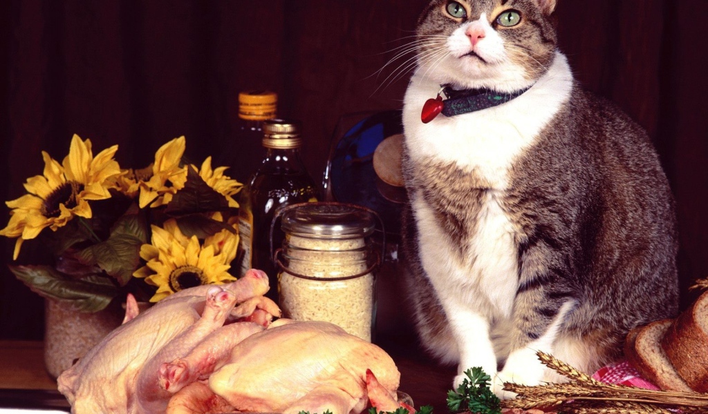 Сегодня праздник у кота