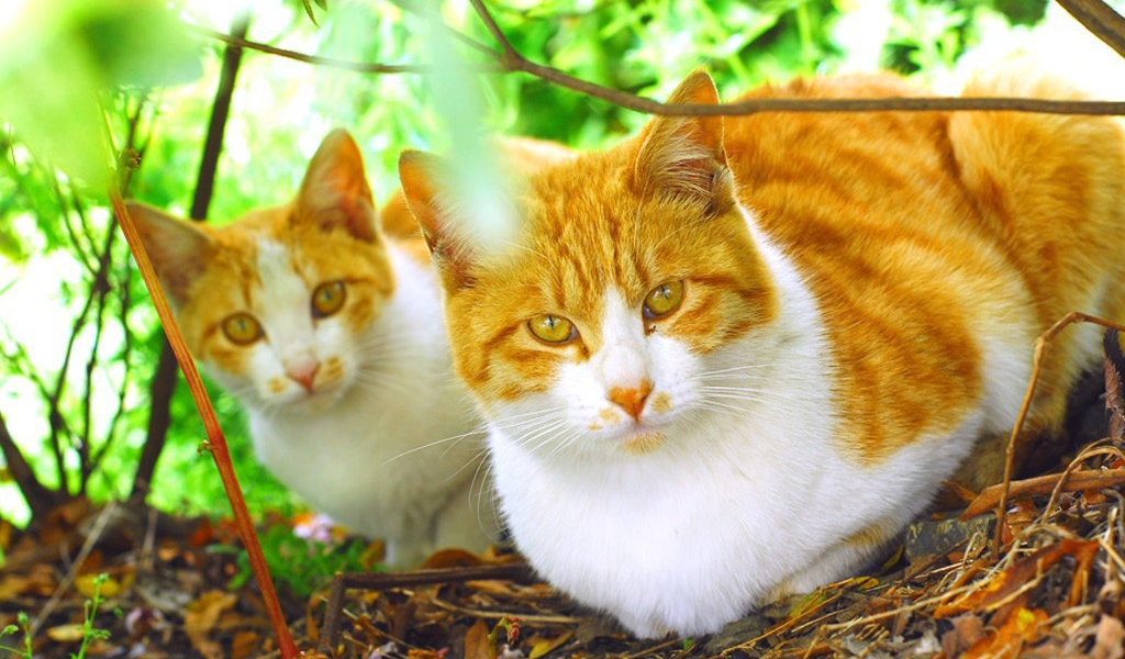 Два рыжих кота