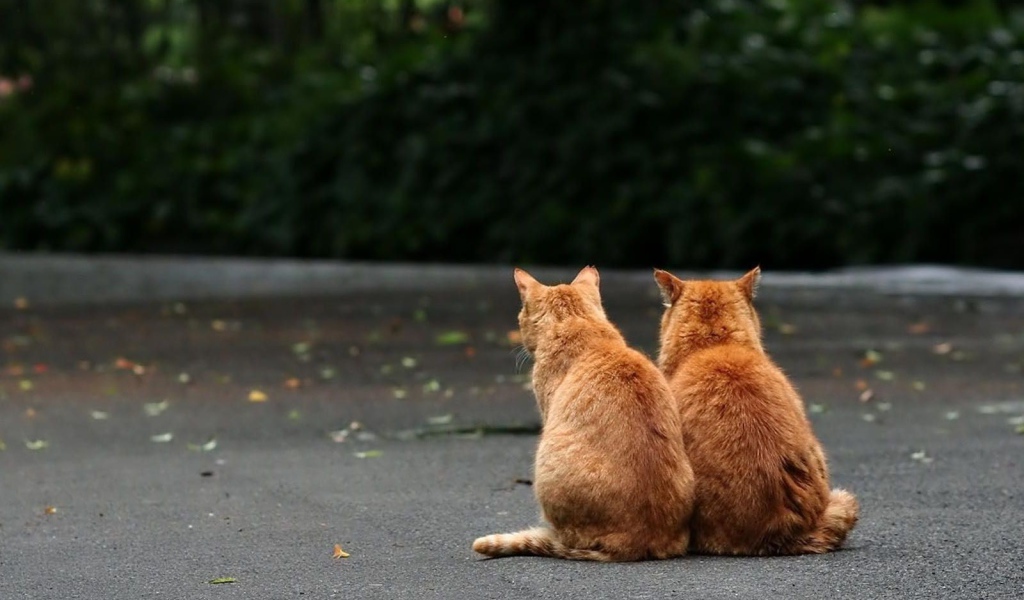 Два рыжих кота на улице