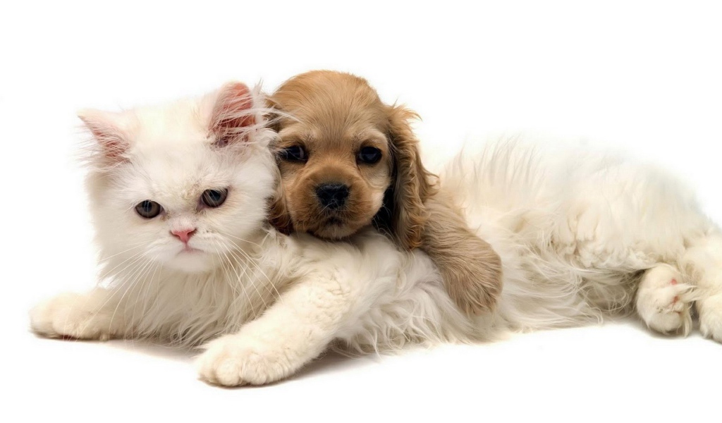 Белый кот и щенок