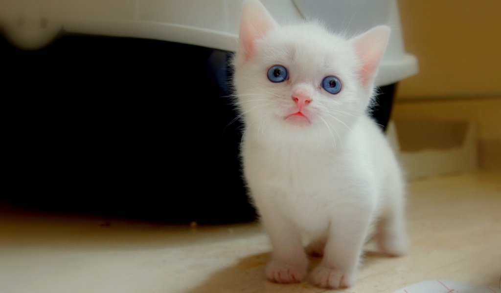 Белый котенок с голубыми глазами