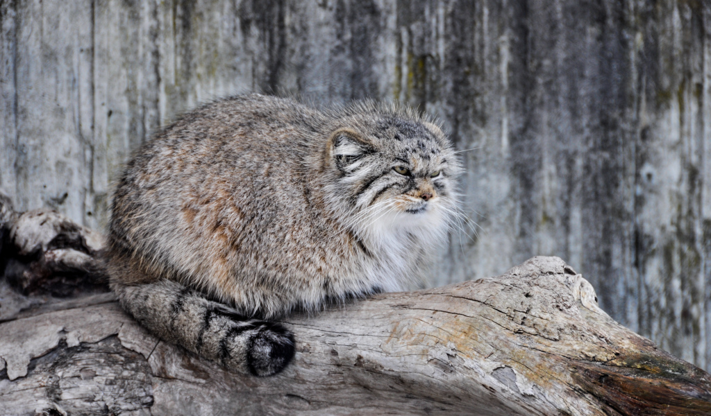 Дикий кот манул