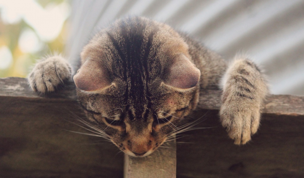 Кот наблюдатель