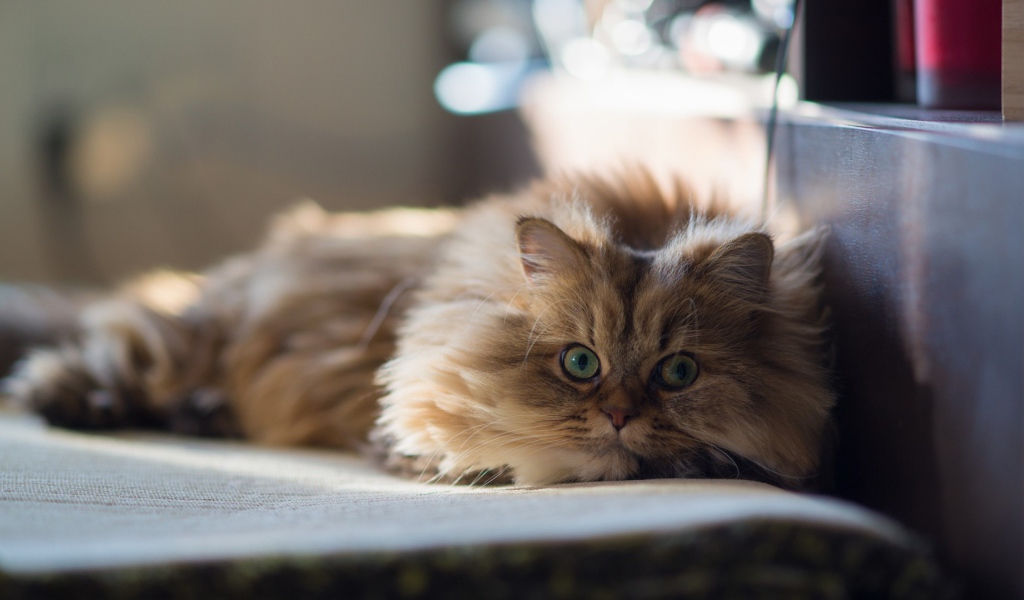 Умный кот на покрывале