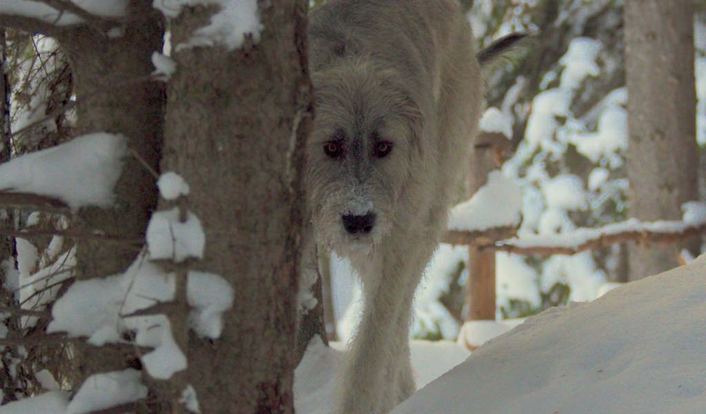 Красивый ирландский волкодав