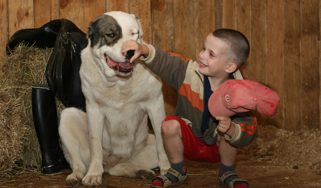 Мальчик держит за нос алабая