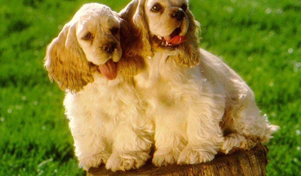 Парочка милых американских кокер спаниелей