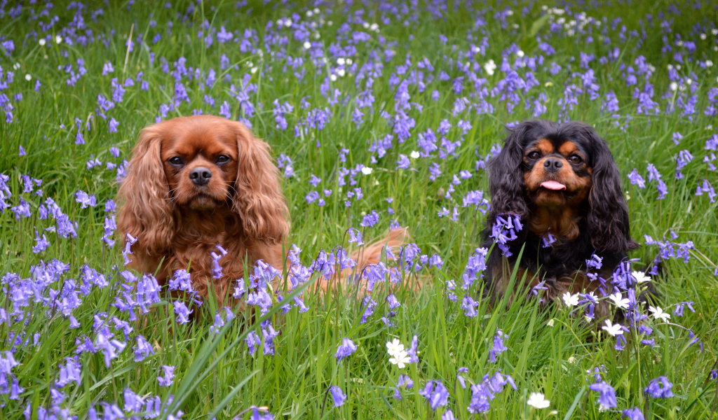 Парочка собак кавалер кинг чарльз спаниель в траве