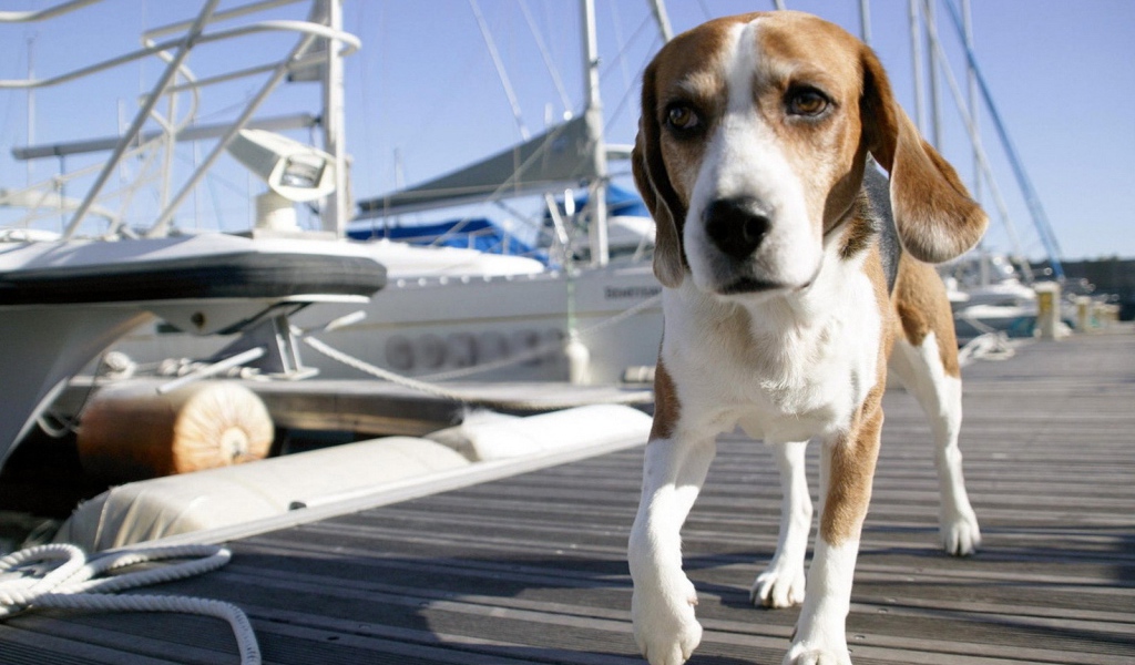 Собака на морском причале