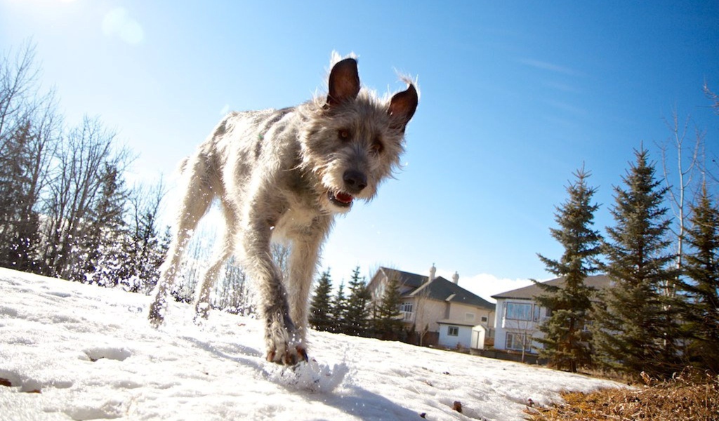 Верный друг ирландский волкодав