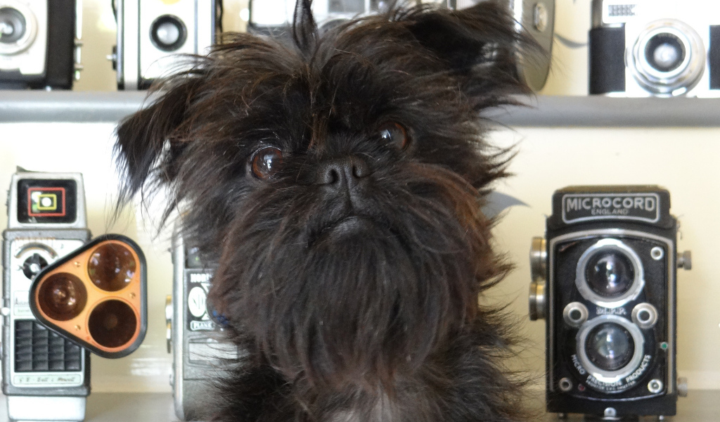 Красивый аффенпинчер