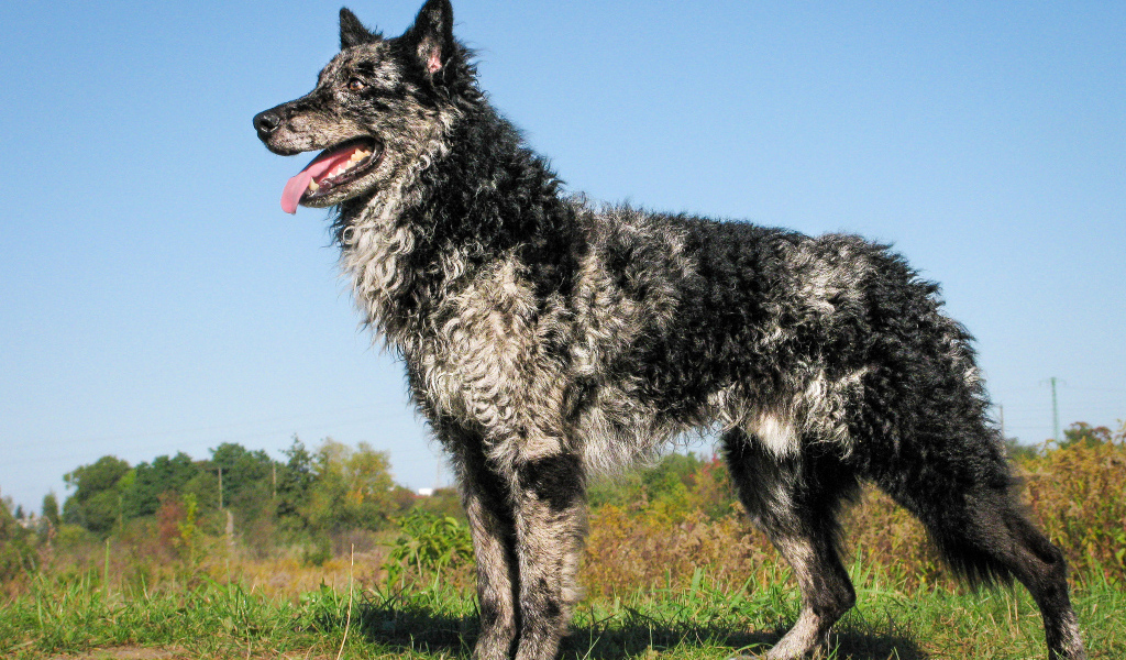 Красивый пес муди