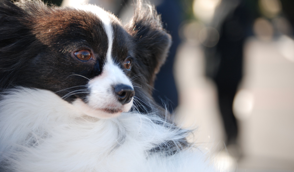 Немного грустный папильон