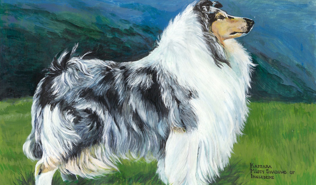 Картина с изображением колли