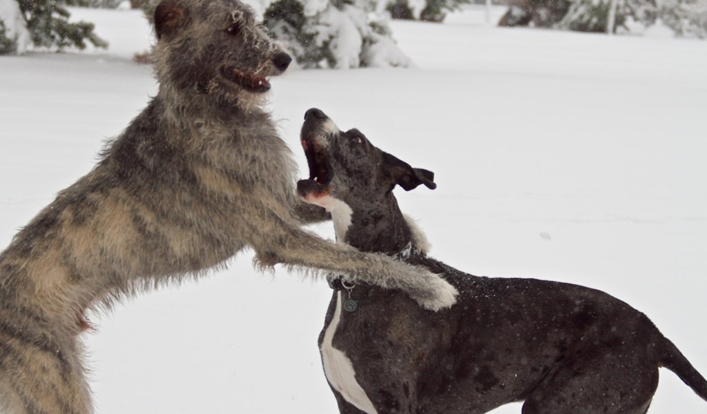 Пара ирландских волкодавов