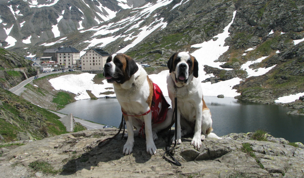 Пара сенбернаров в Швейцарии