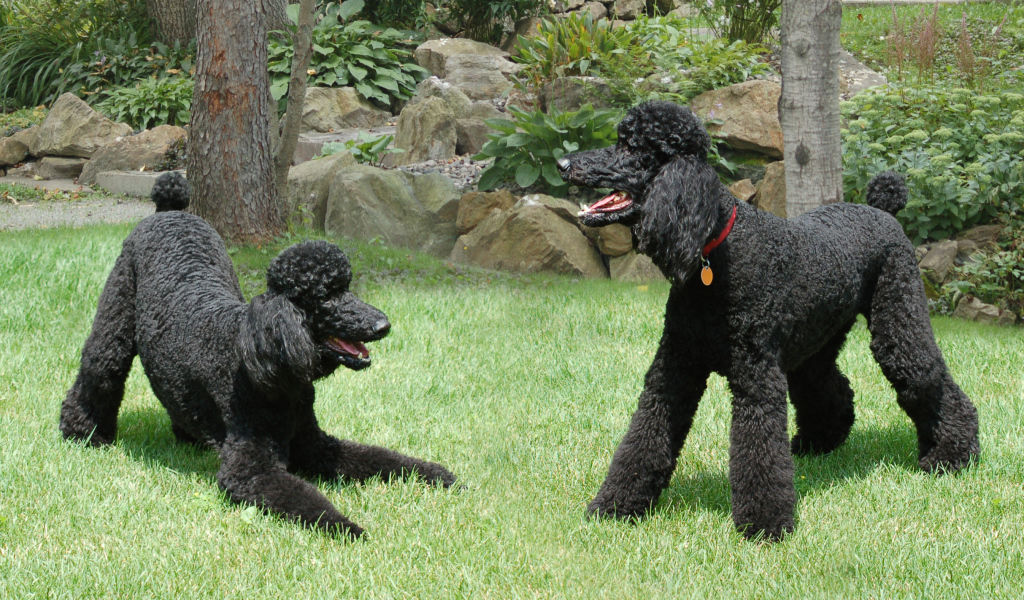 Пара черных пуделей