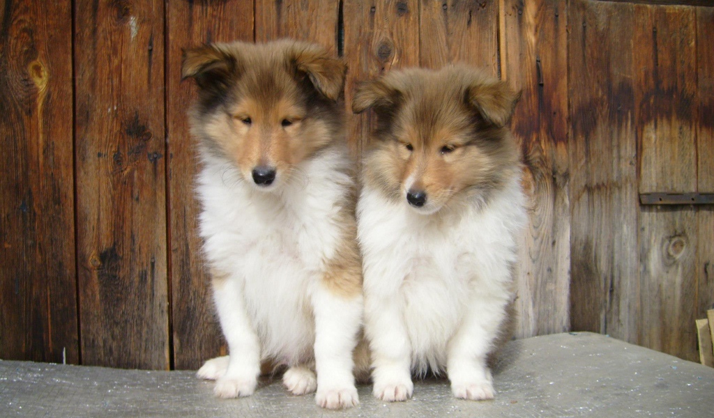 Пара милых щенков колли