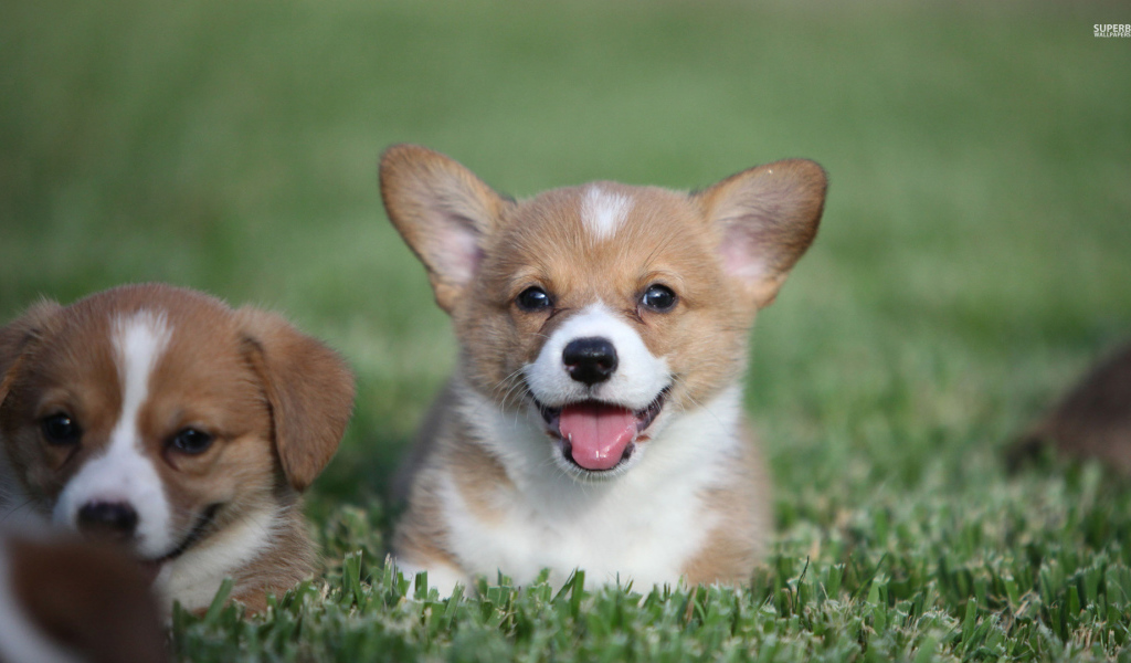 Пара милых щенков вельш-корги