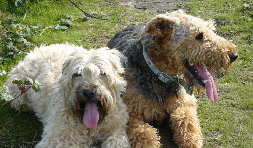 Пара собак эрдельтерьеров