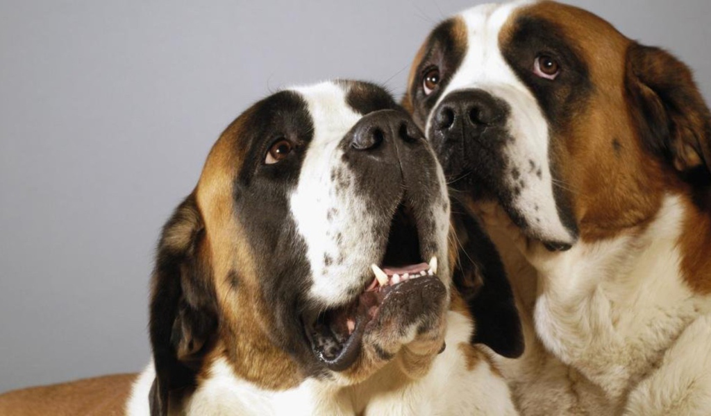 Пара собак сенбернаров